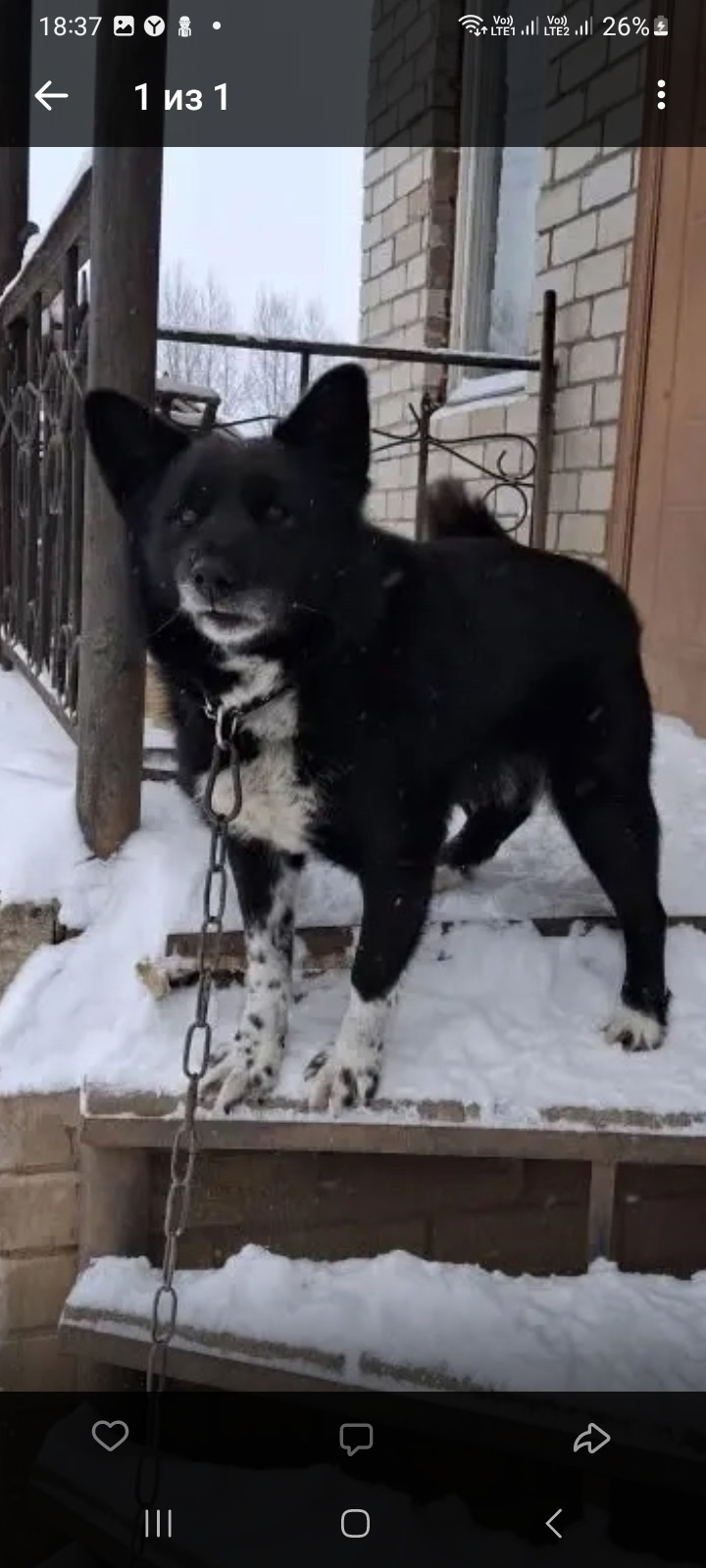 Пропала собака в Кирове — фото объявления