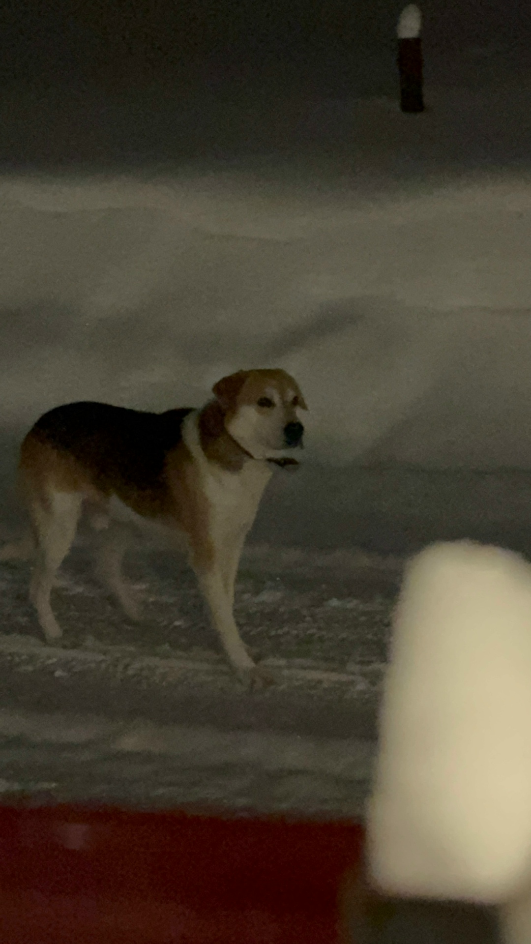 Пропала собака в Кирове — фото объявления