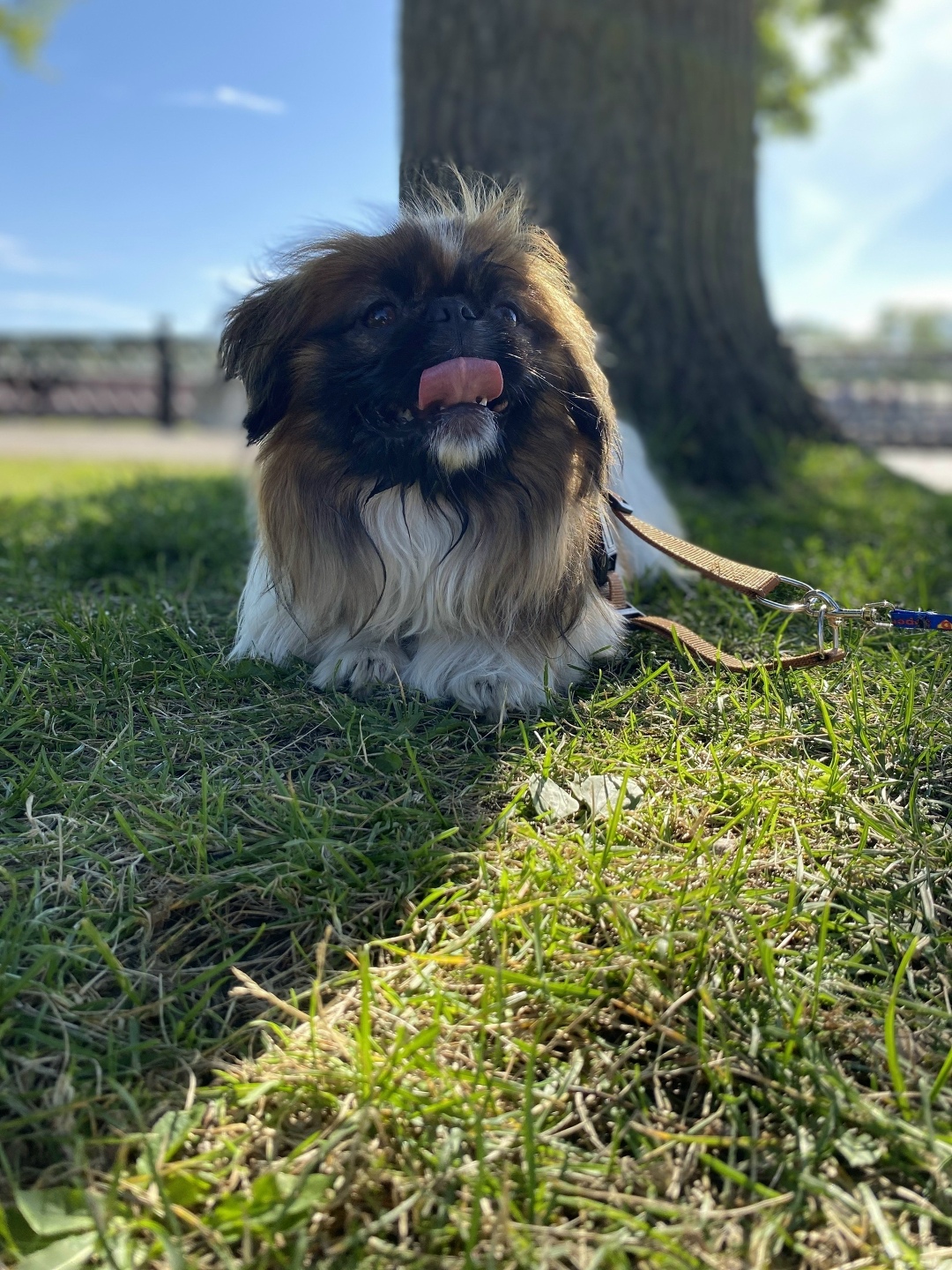 Пропала собака в Кирове — фото объявления