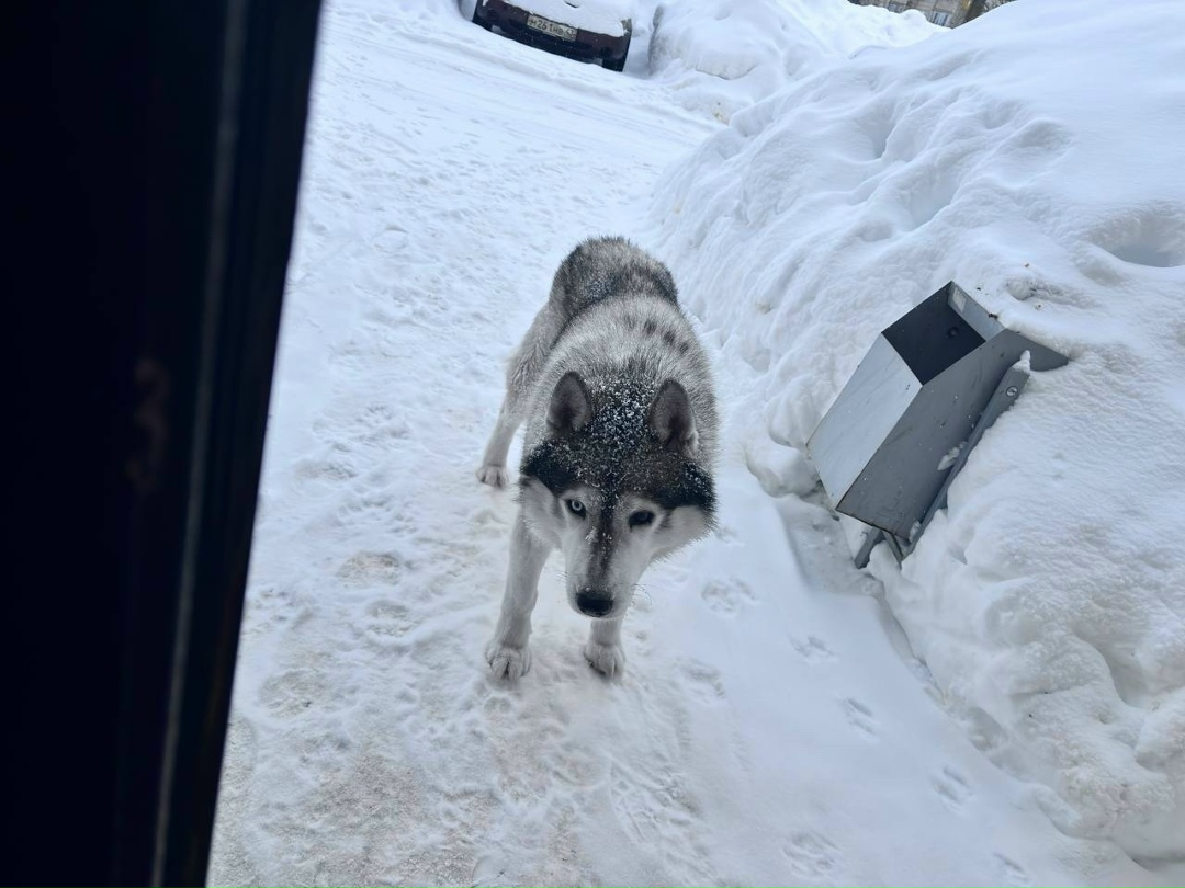 Найдена собака в Кирове — фото объявления