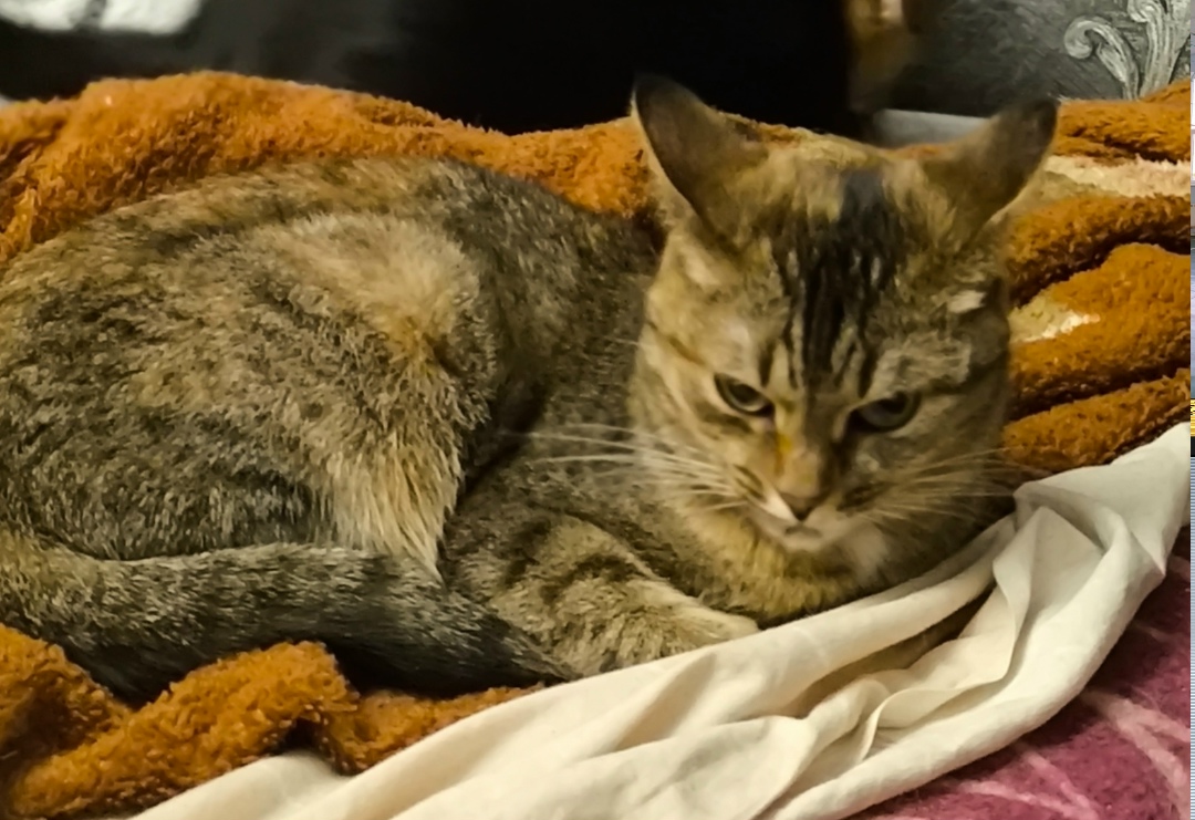 Пропала собака в Кирове — фото объявления