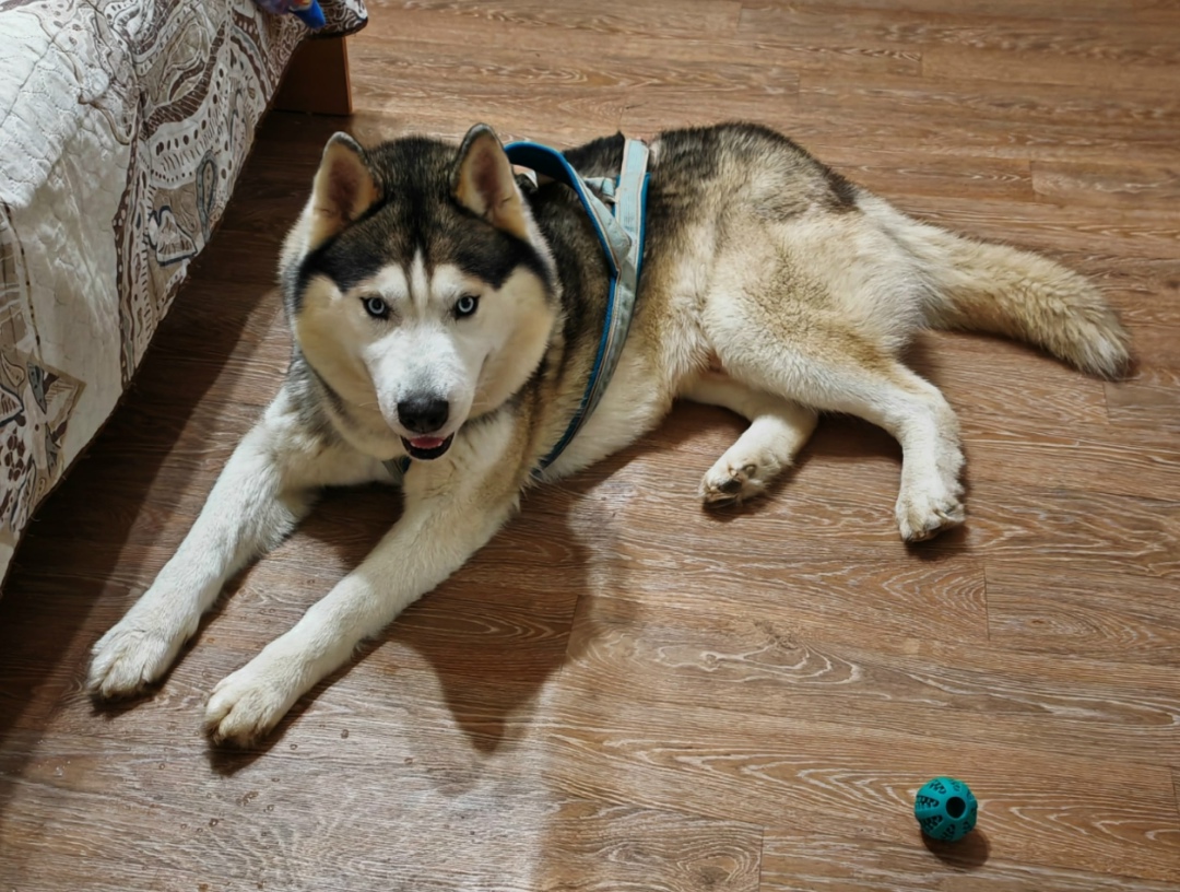 Найдена собака в Кирове — фото объявления