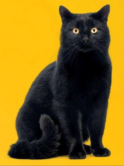 Пропала кошка в Кирове — фото объявления