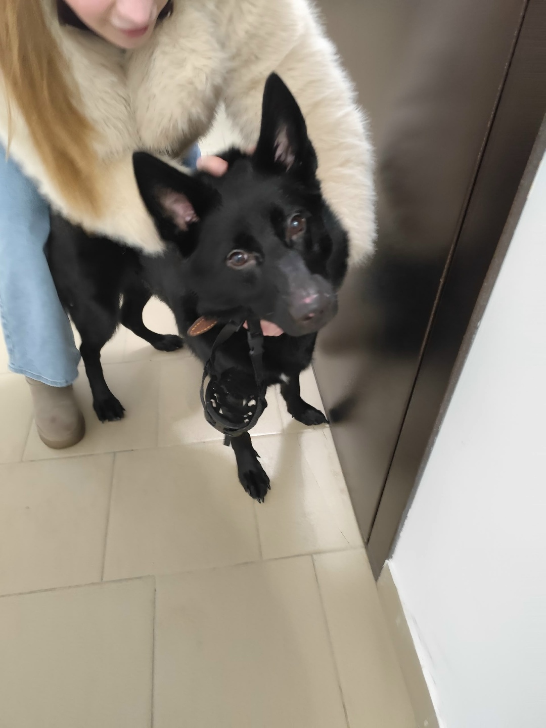 Пропала собака в Кирове — фото объявления