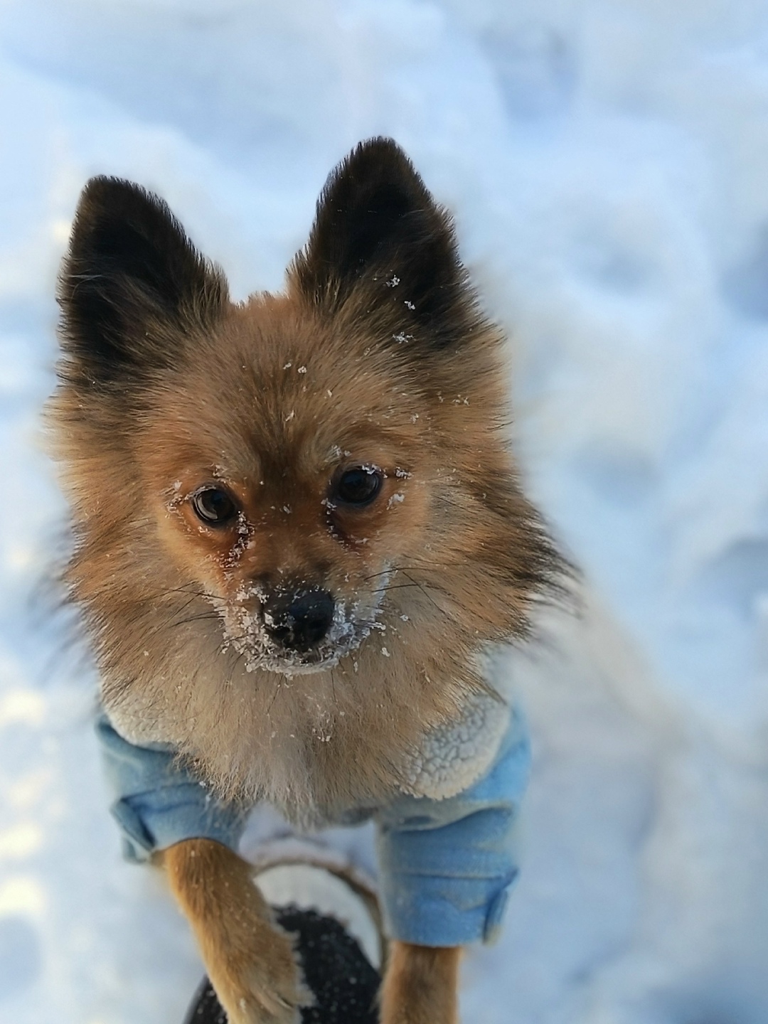 Найдена собака в Кирове — фото объявления