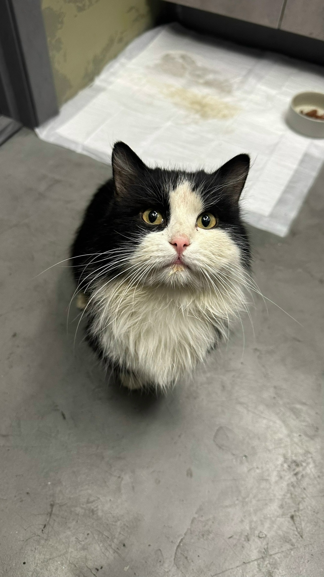 Найдена кошка в Кирове — фото объявления