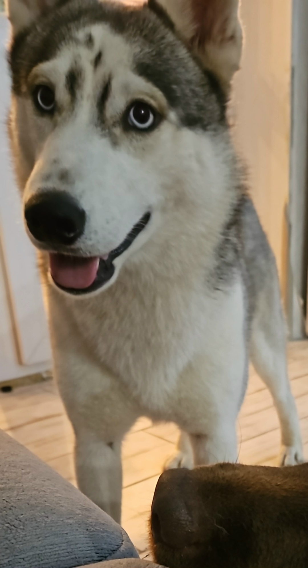 Пропала собака в Кирове — фото объявления