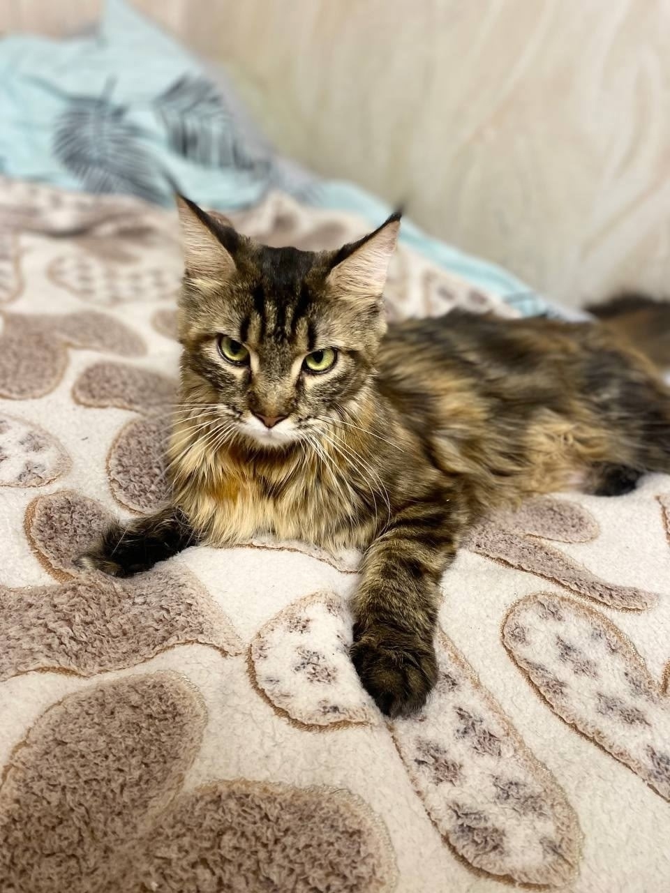 Пропала кошка в Кирове — фото объявления