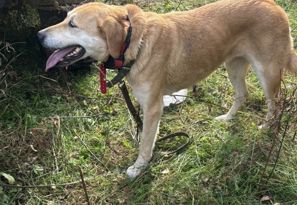 Пропала собака в Кирове — фото объявления