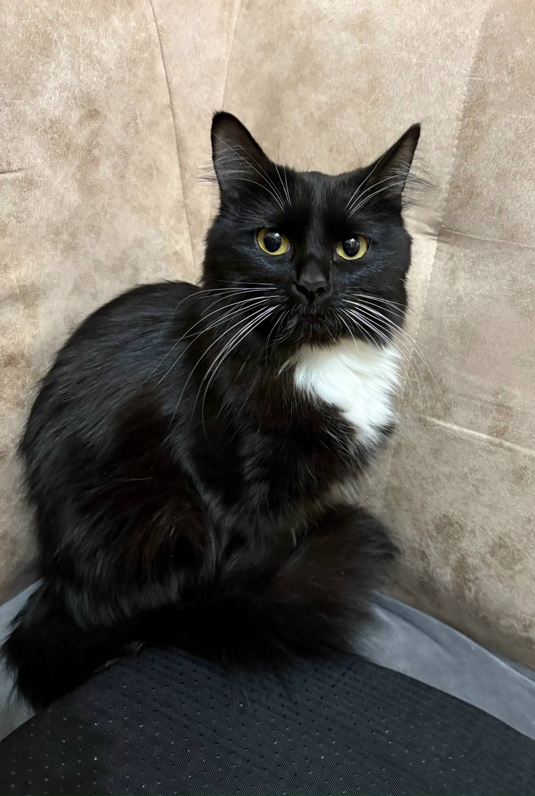 Пропала кошка в Кирове — фото объявления