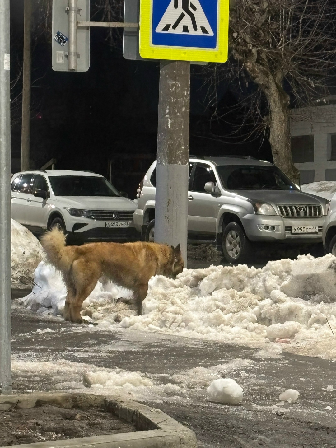 Пропала собака в Кирове — фото объявления