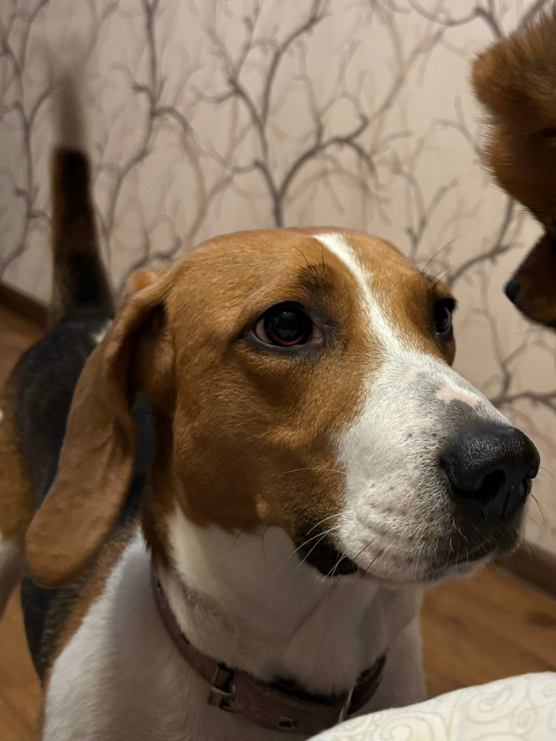 Пропала собака в Кирове — фото объявления