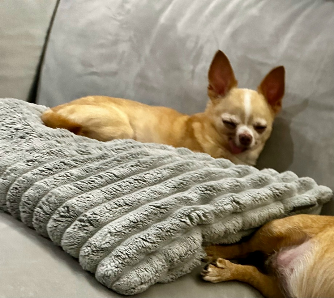 Пропала кошка в Кирове — фото объявления