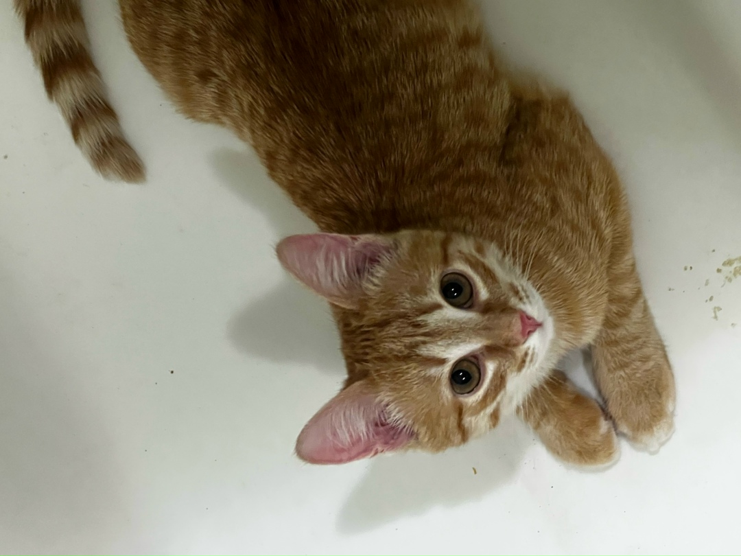 Пропала кошка в Кирове — фото объявления