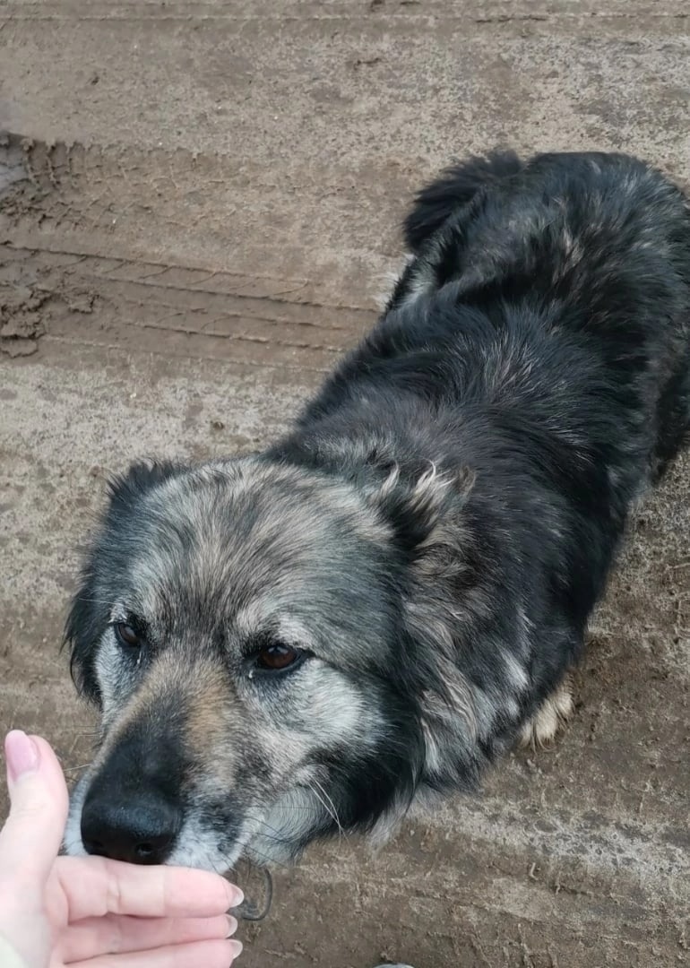 Пропала собака в Кирове — фото объявления