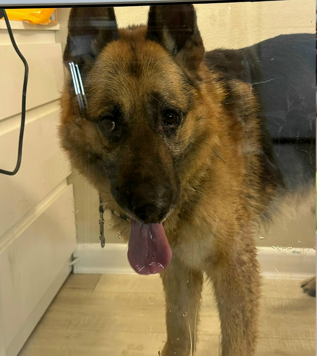 Найдена собака в Кирове — фото объявления