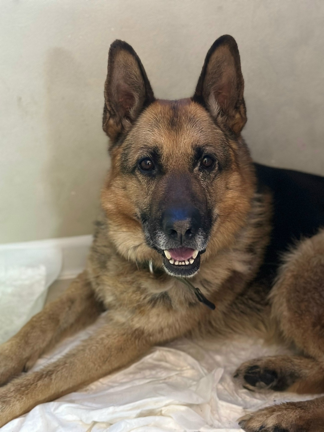 Найдена собака в Кирове — фото объявления