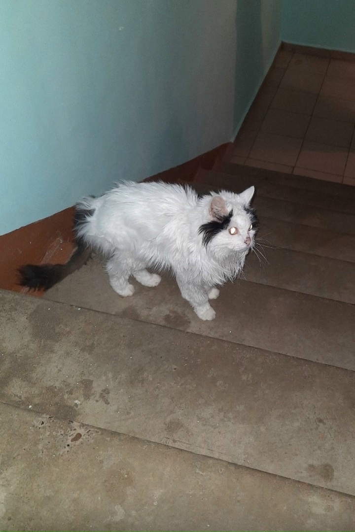 Найдена кошка в Кирове — фото объявления