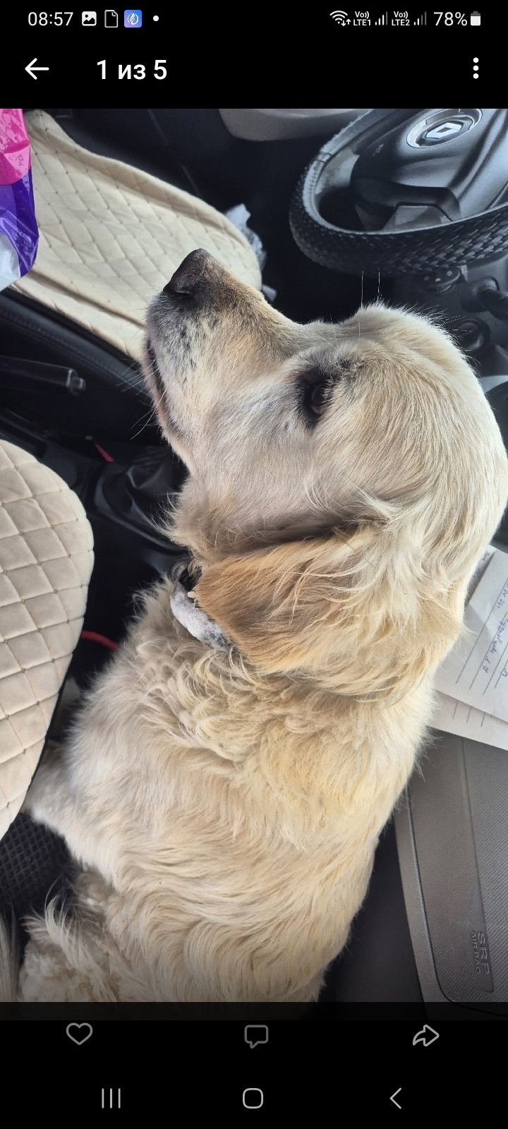 Найдена собака в Кирове — фото объявления