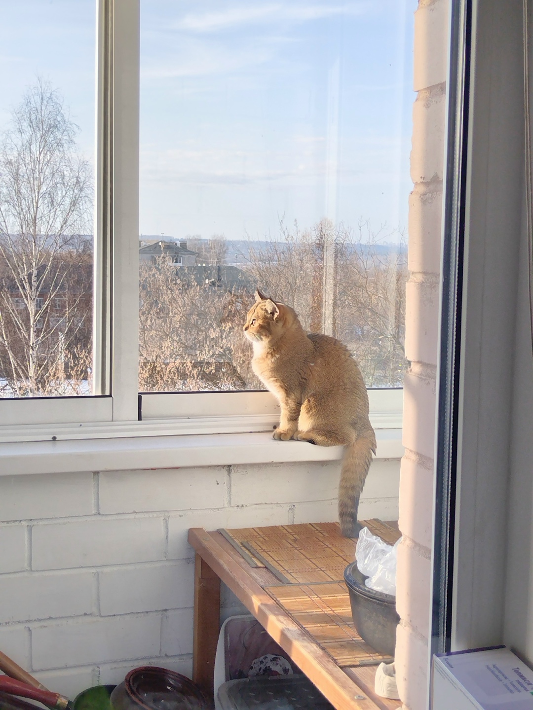 Пропала кошка в Кирове — фото объявления