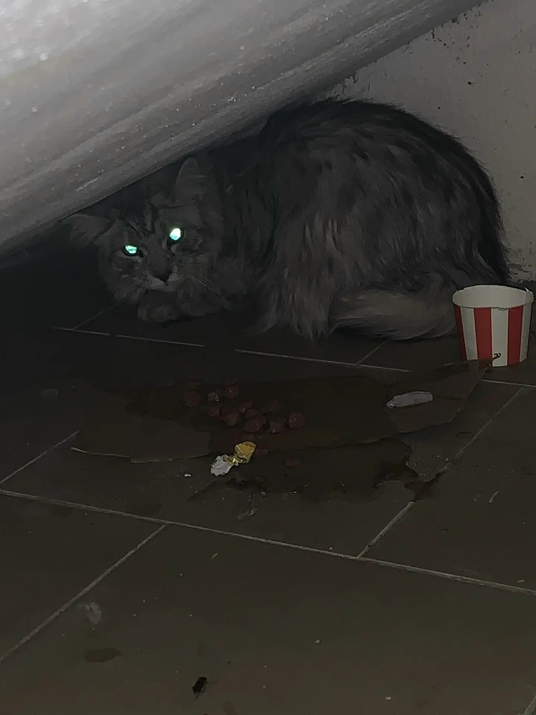 Найдена кошка в Кирове — фото объявления