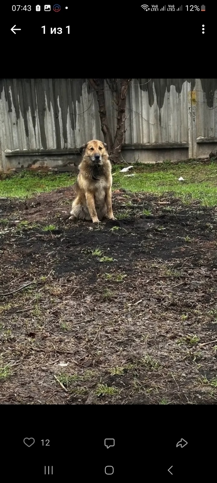 Пропала собака в Кирове — фото объявления