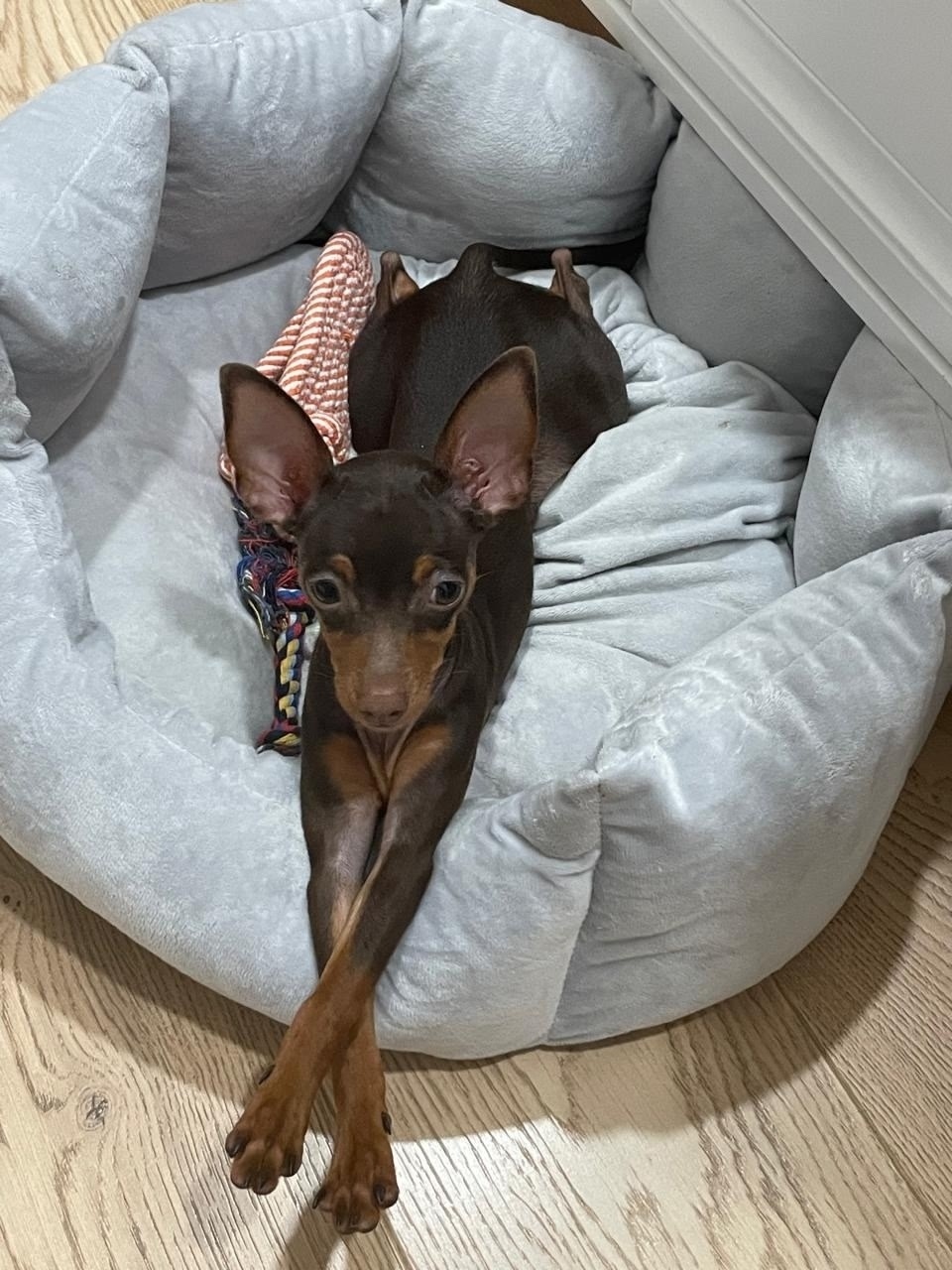 Пропала собака в Кирове — фото объявления