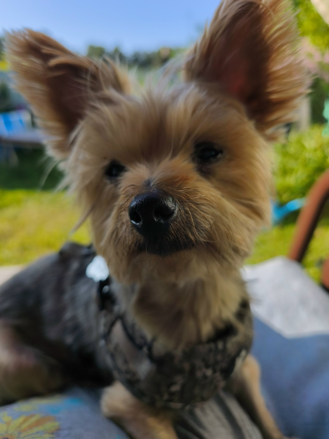 Пропала собака в Кирове — фото объявления