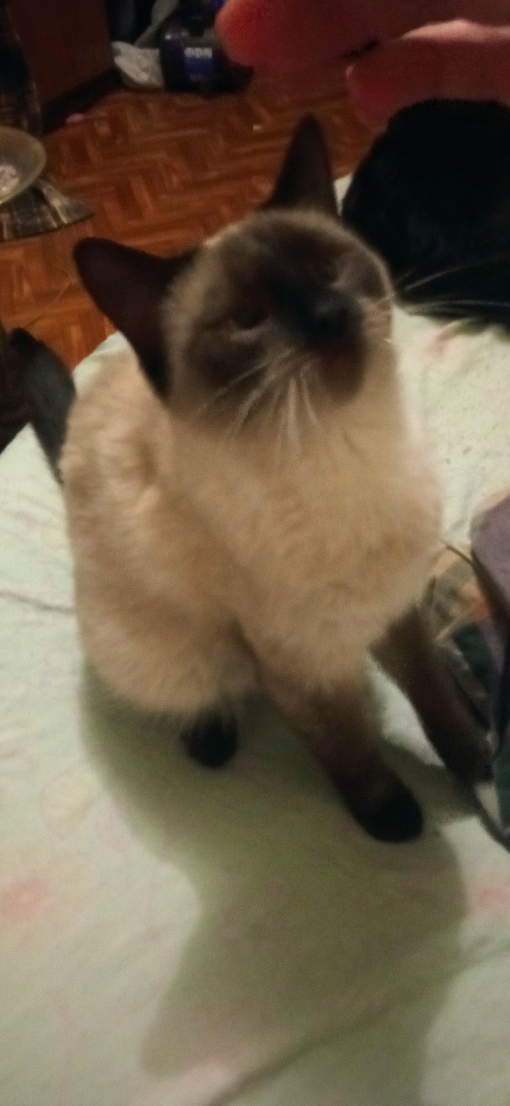 Пропала кошка в Кирове — фото объявления