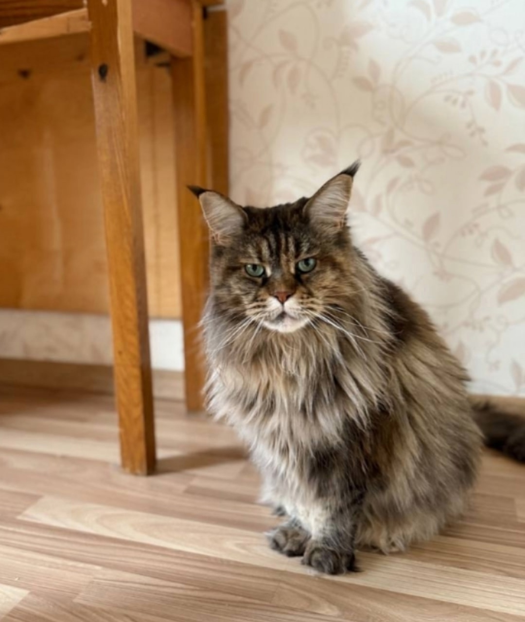 Найдена кошка в Кирове — фото объявления