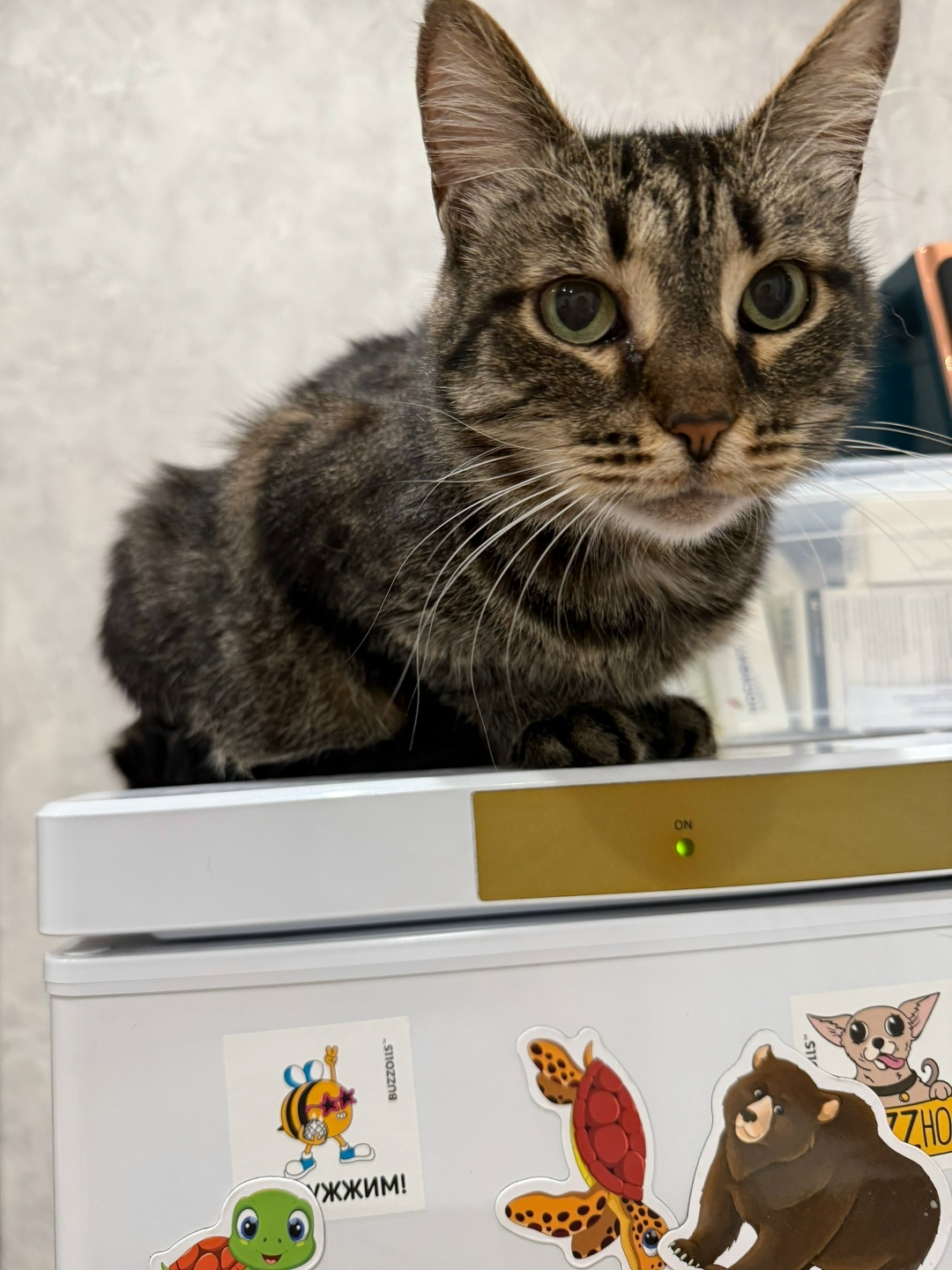 Найдена собака в Кирове — фото объявления