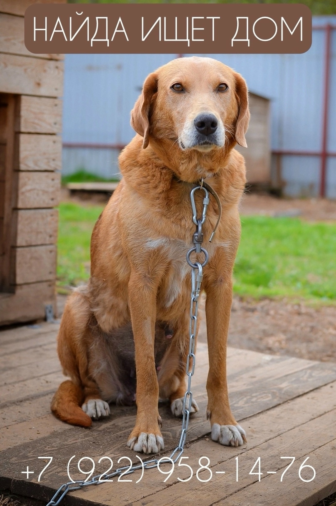 Найдена собака в Кирове — фото объявления