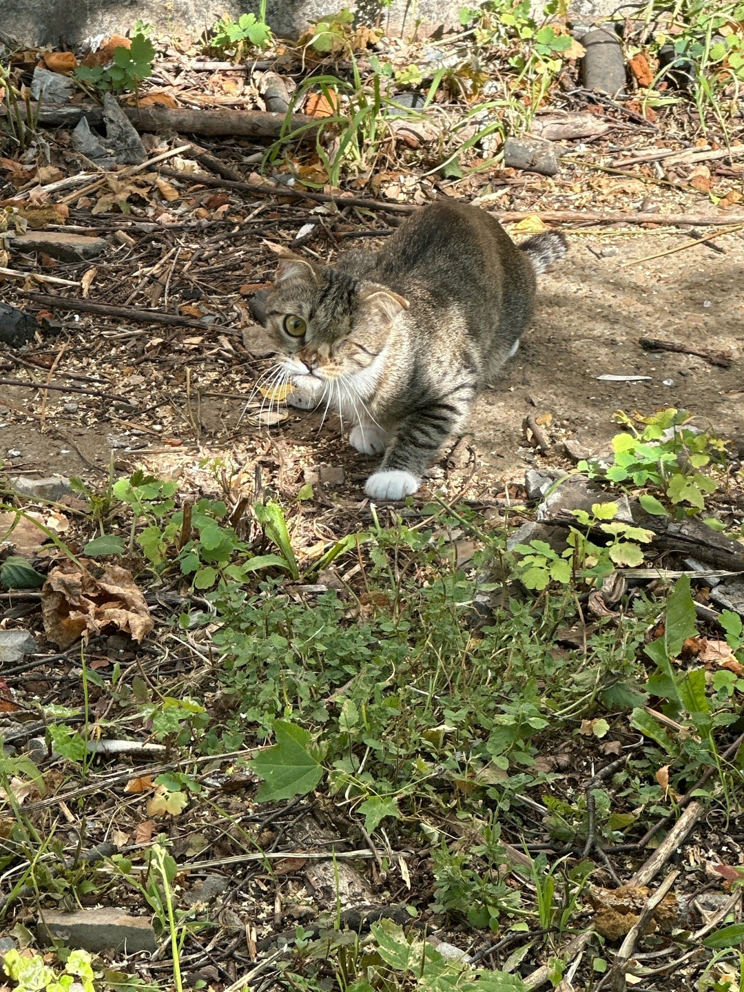 Найдена кошка в Кирове — фото объявления