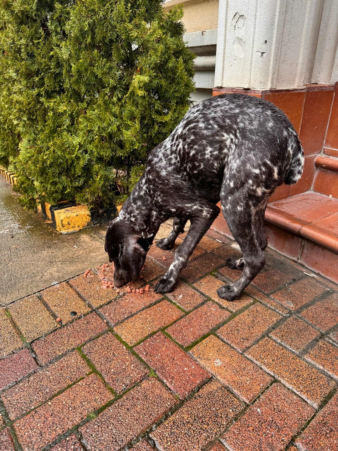 Пропала собака в Сочи — фото объявления