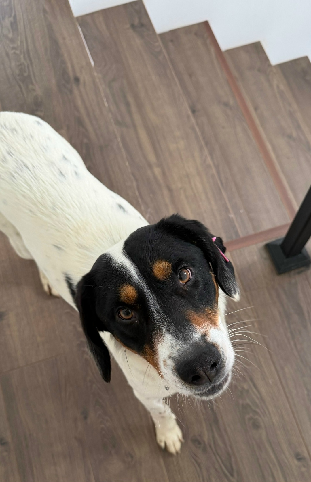 Найдена собака в Сочи — фото объявления