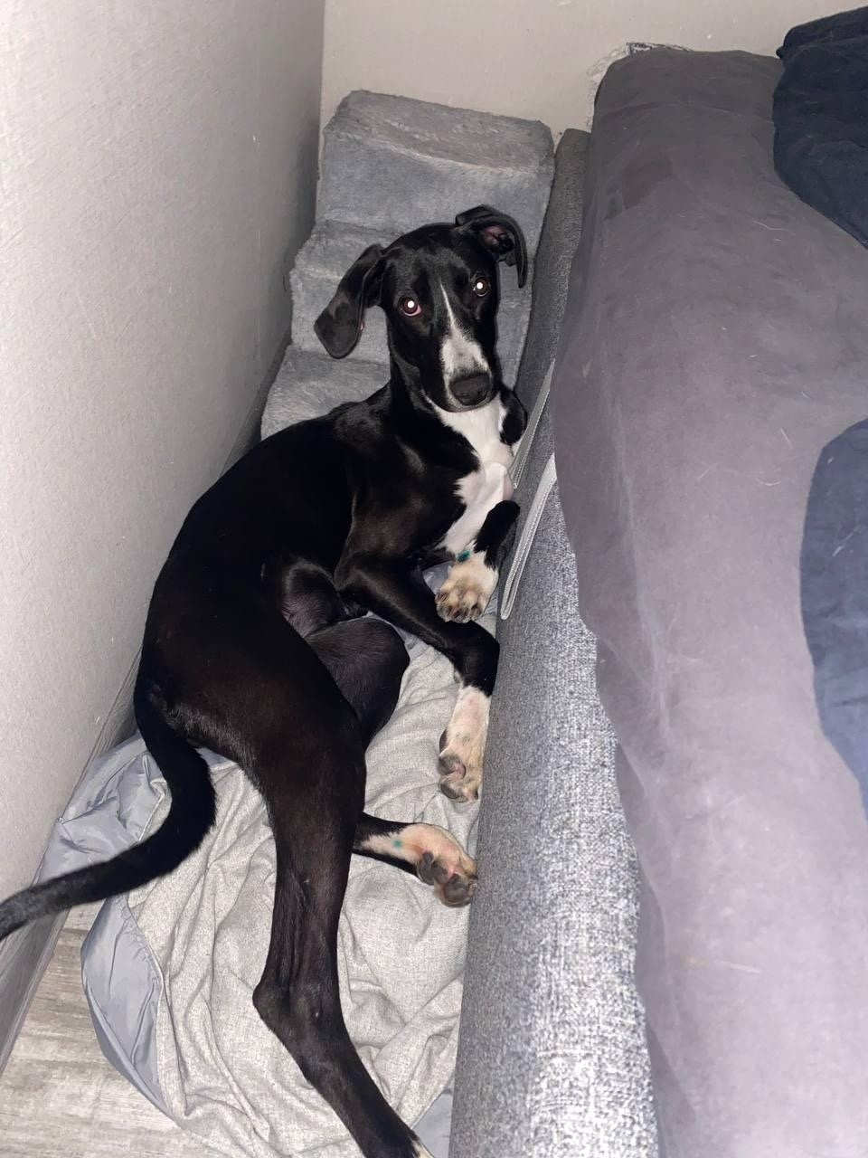 Найдена собака в Сочи — фото объявления