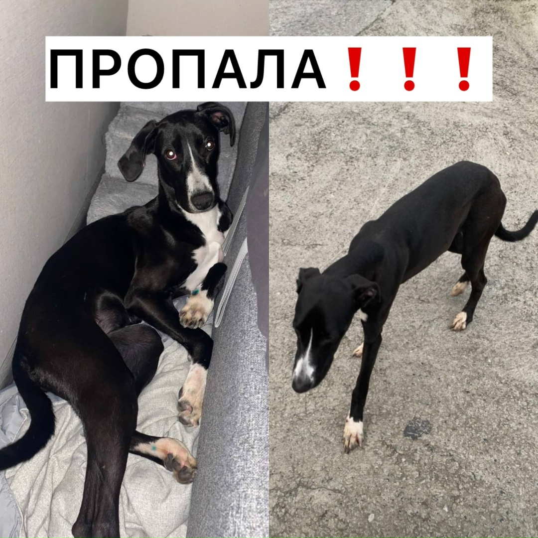 Найдена собака в Сочи — фото объявления