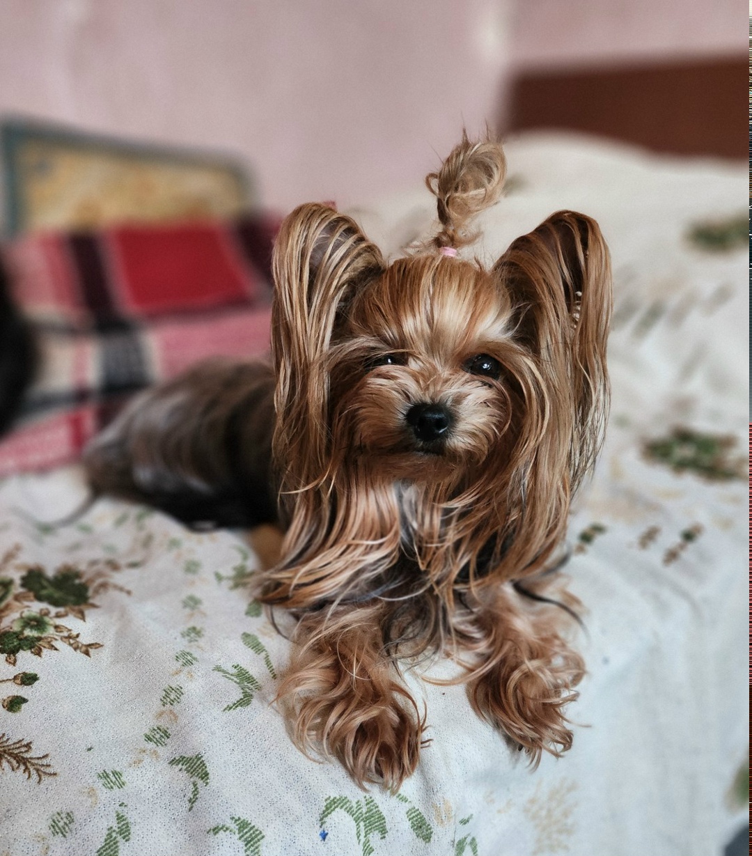 Пропала собака в Сочи — фото объявления