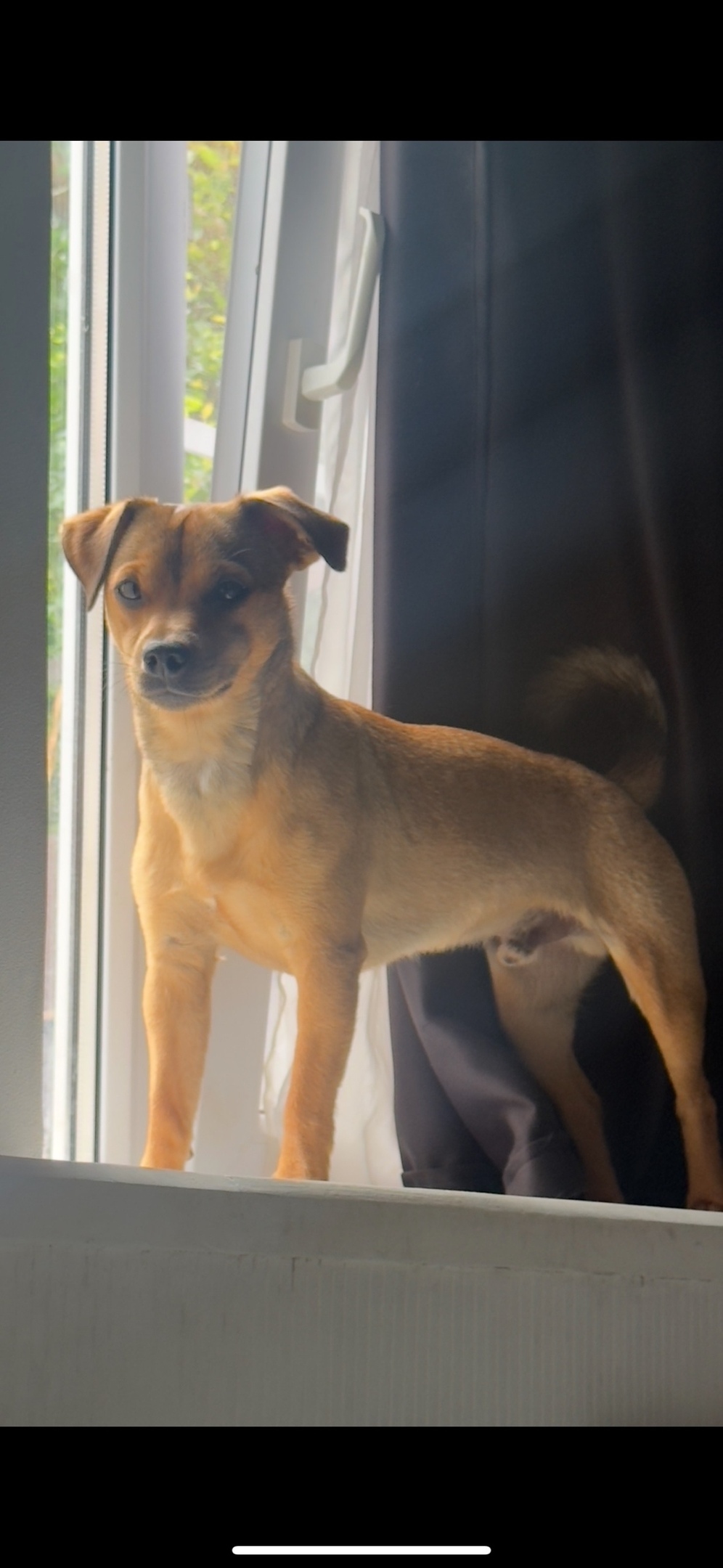 Пропала собака в Сочи — фото объявления