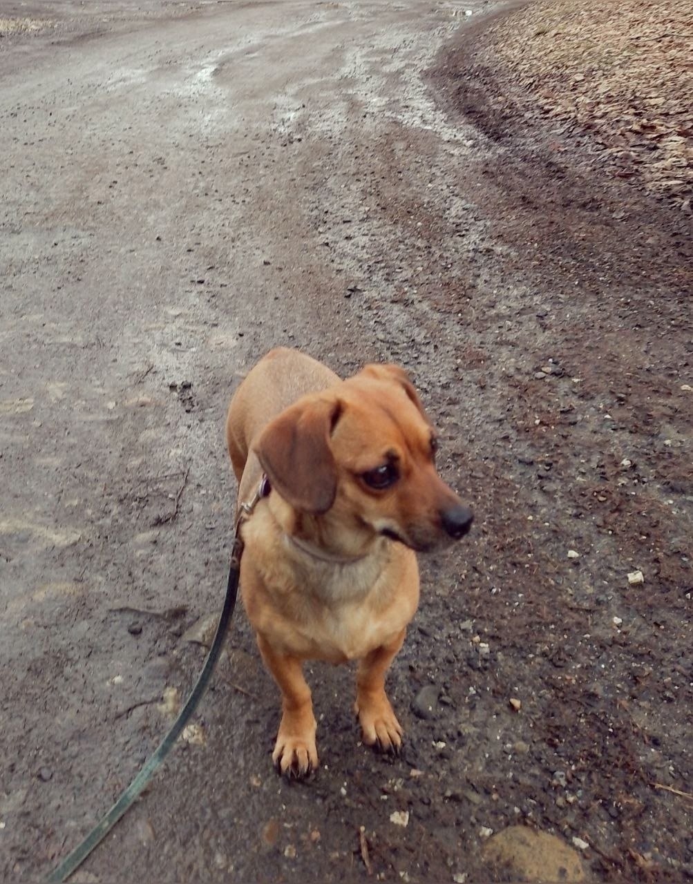 Пропала собака в Сочи — фото объявления