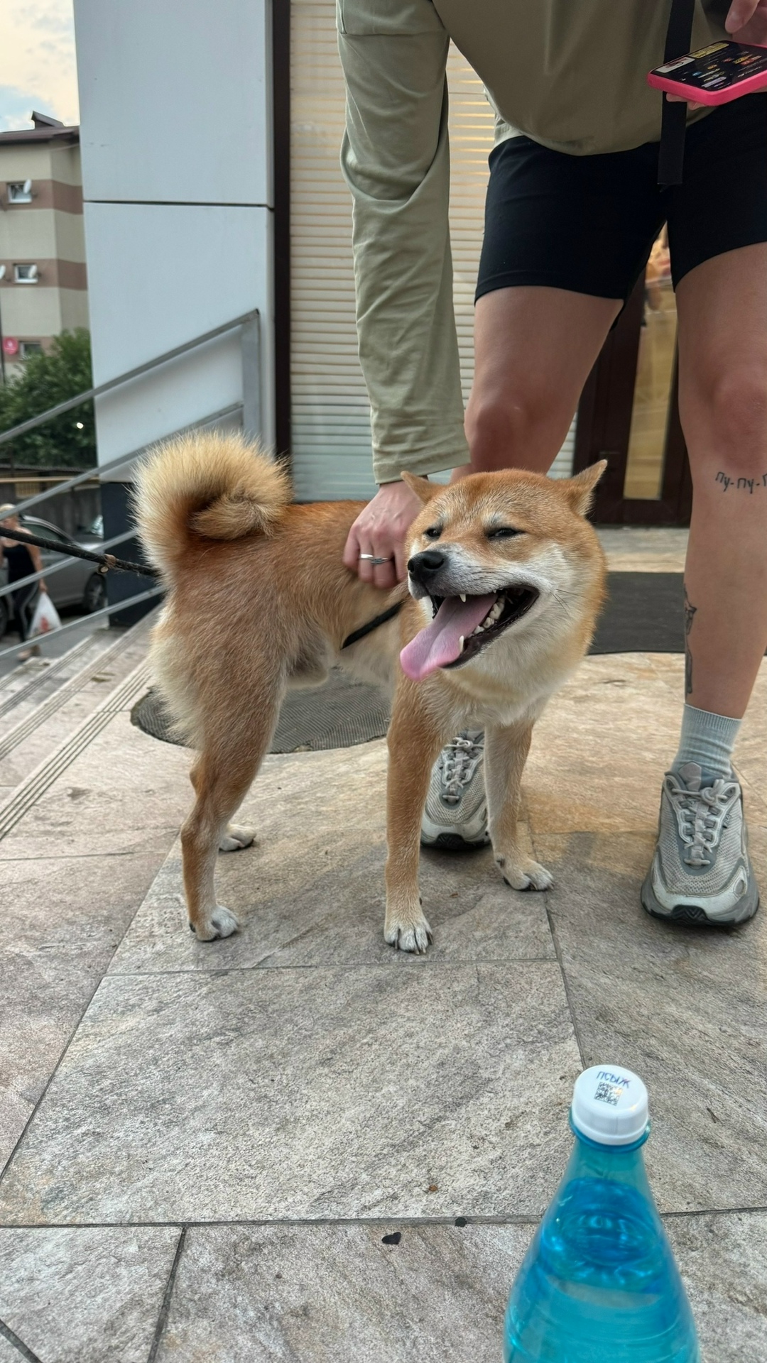 Пропала собака в Сочи — фото объявления