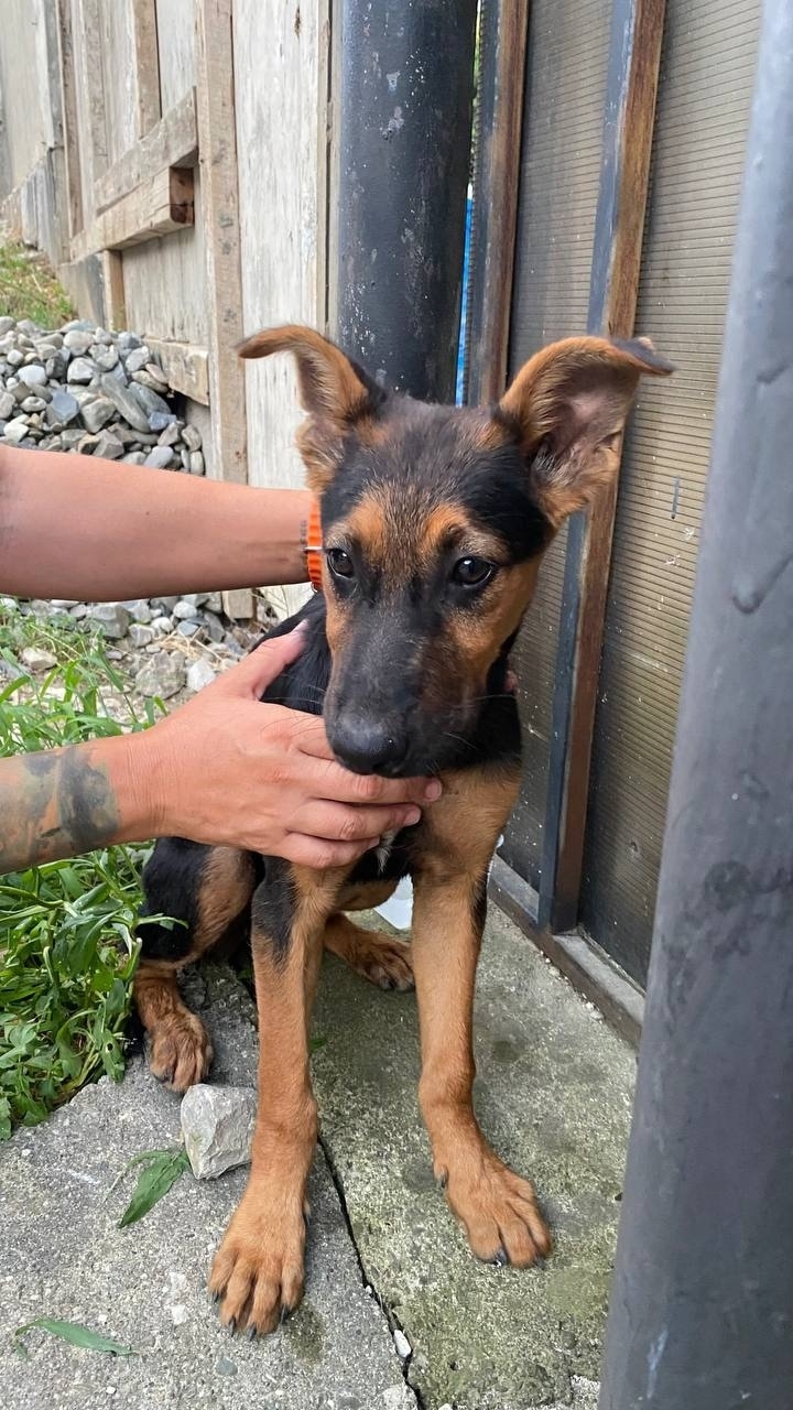 Найдена собака в Сочи — фото объявления