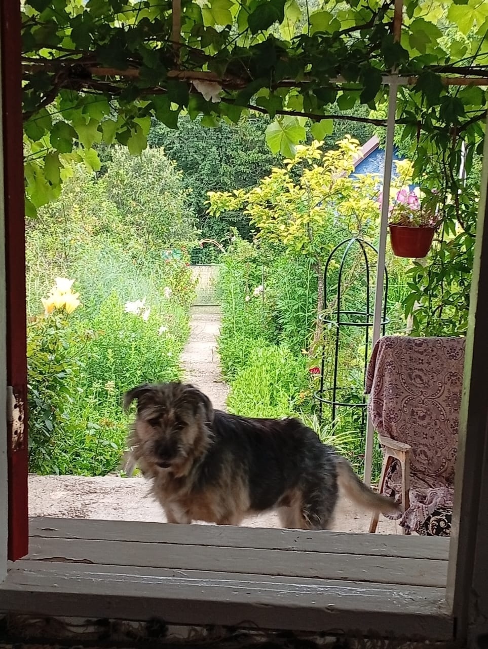 Пропала собака в Сочи — фото объявления