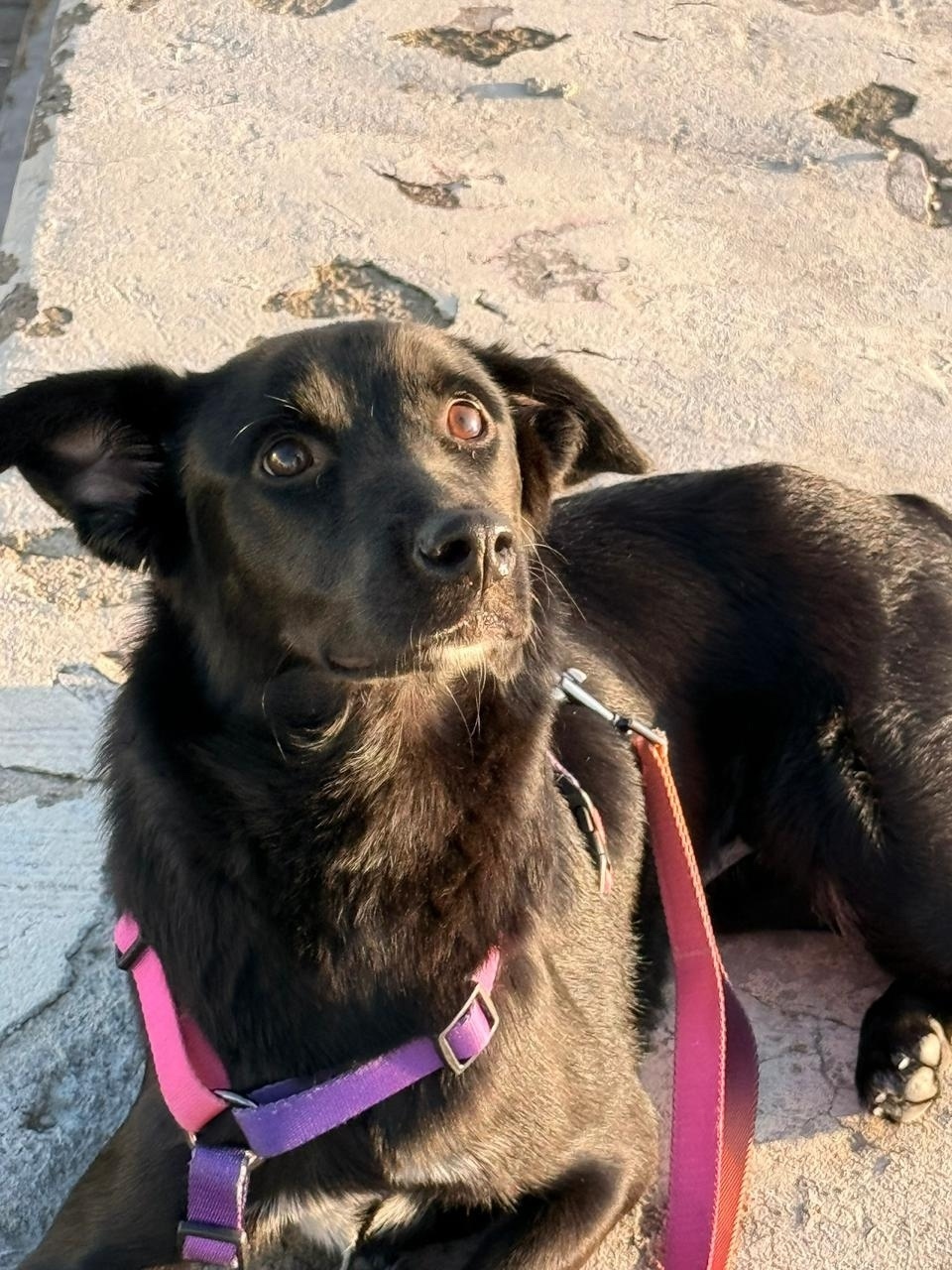 Пропала собака в Сочи — фото объявления