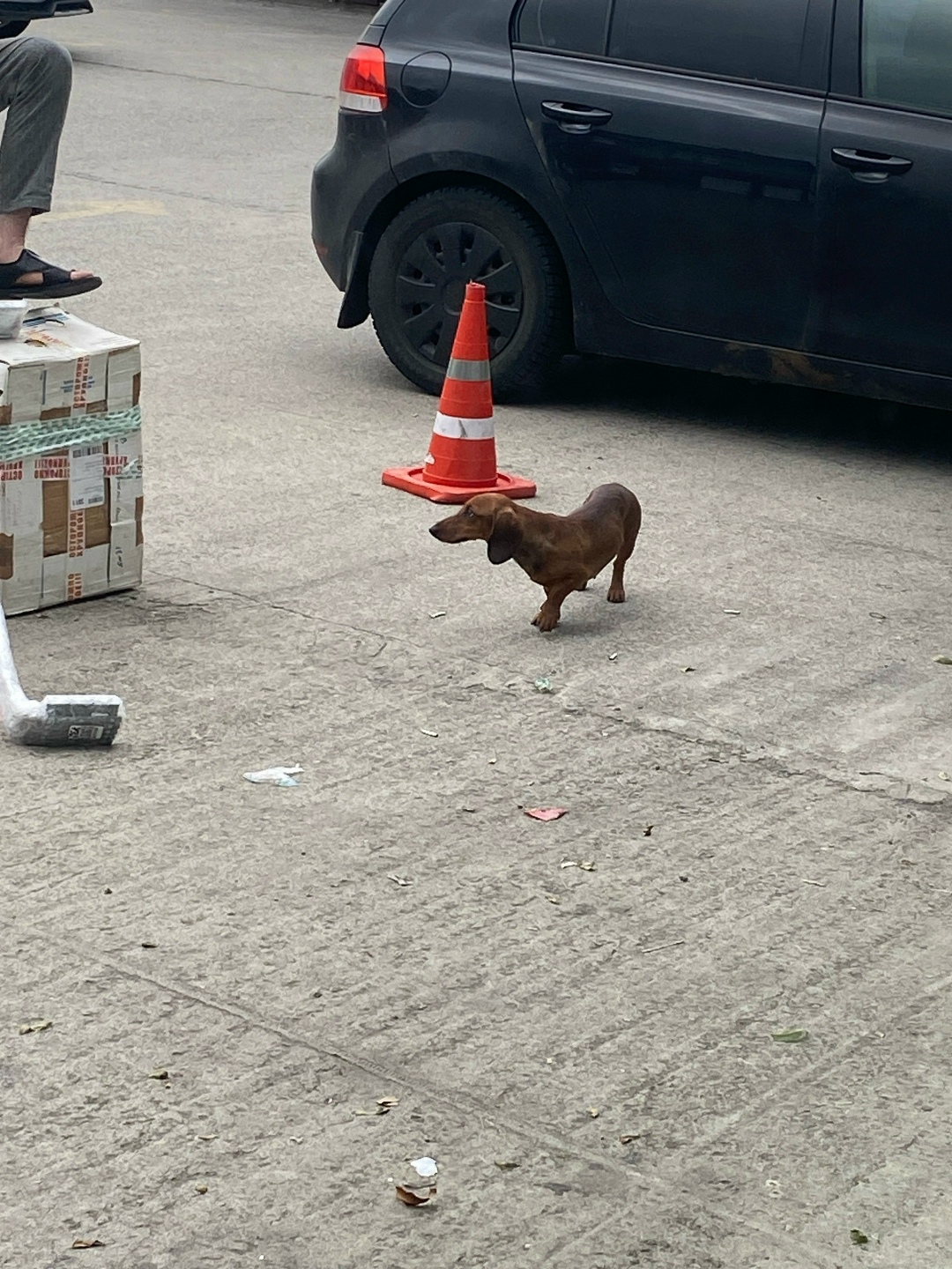 Пропала собака в Сочи — фото объявления