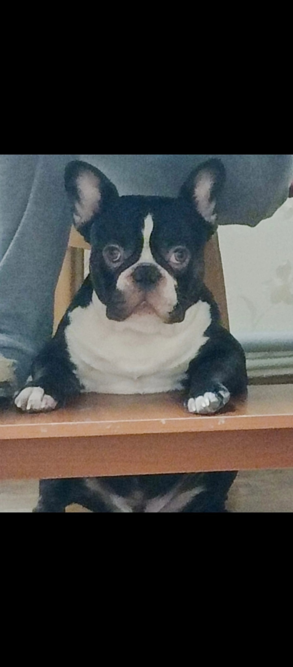 Найдена собака в Сочи — фото объявления