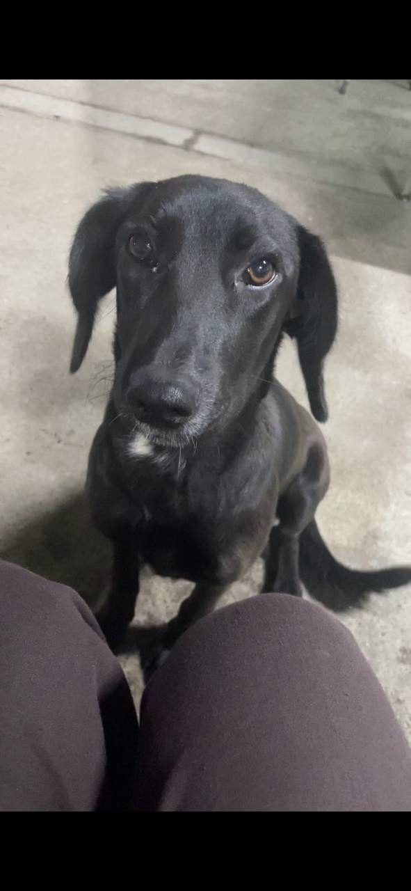 Пропала собака в Сочи — фото объявления