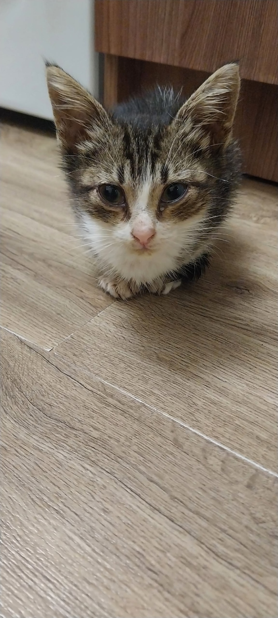 Найдена собака в Сочи — фото объявления