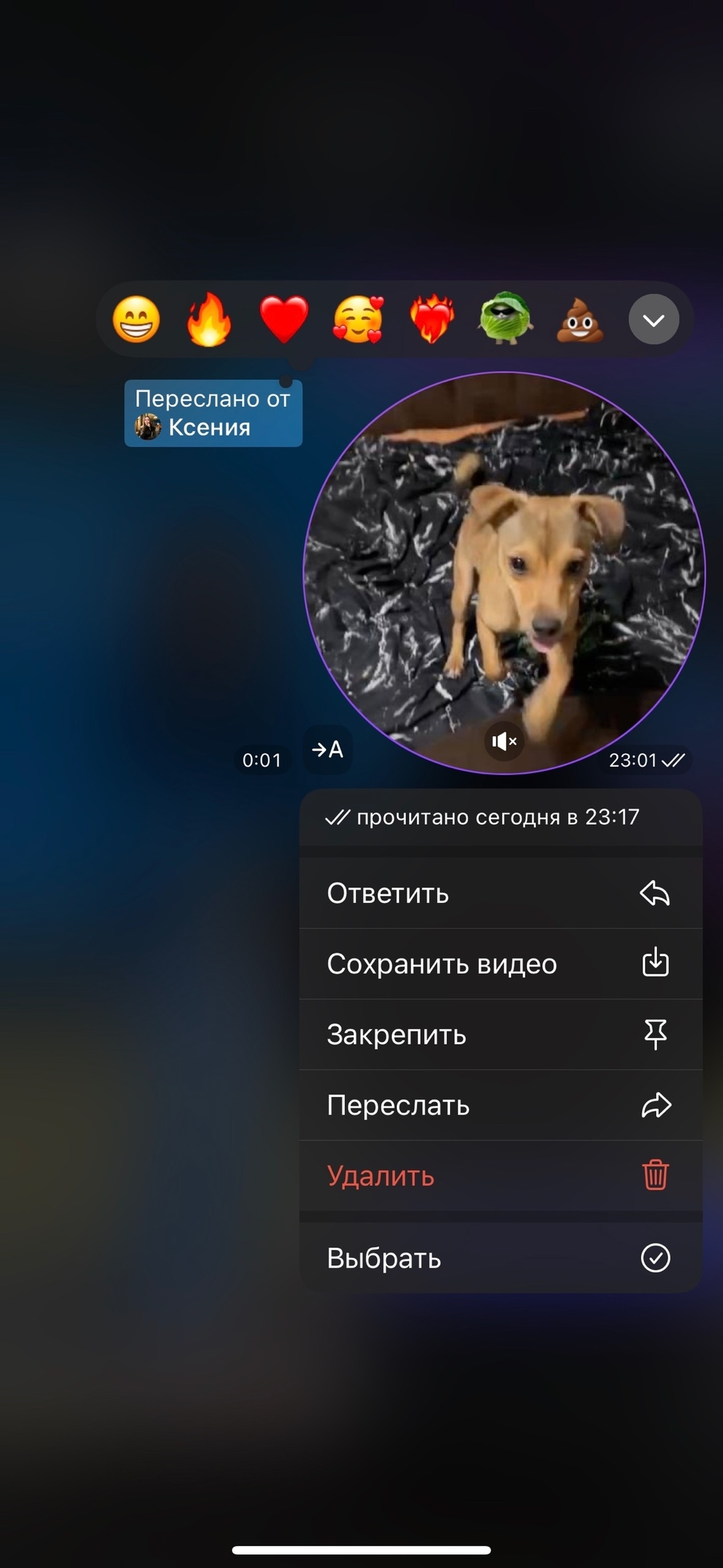 Найдена собака в Сочи — фото объявления