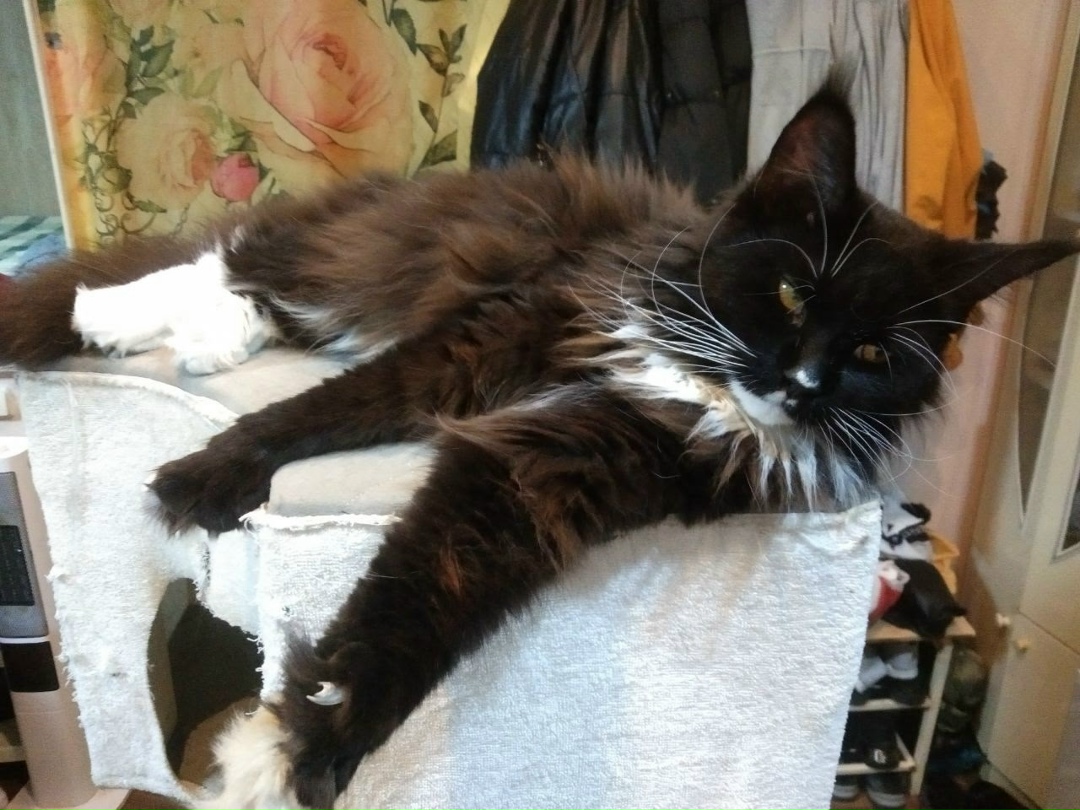 Пропала кошка в Сочи — фото объявления